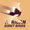 An African ostrich runs. Gradient of movement speed.