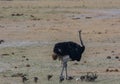 African ostrich in the savanna of in Zimbabwe, South Africa