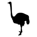 African ostrich standing of black silhouette on white background Royalty Free Stock Photo