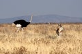 African Ostrich, Struthio camelus in Etosha National Park, Namibia Royalty Free Stock Photo