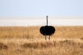 African Ostrich, Struthio camelus in Etosha National Park, Namibia Royalty Free Stock Photo