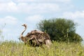 African ostrich in the tall bush in nairobi national park. Blye sky in the background.