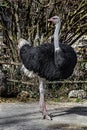 African ostrich walking in its eclosure 8