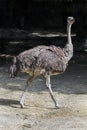 African ostrich 10 Royalty Free Stock Photo