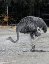 African ostrich walking in its eclosure 3 Royalty Free Stock Photo