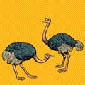 African ostriches, wild and farm animals