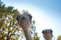 The African Ostrichses Royalty Free Stock Photo