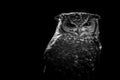 African owl black and white image