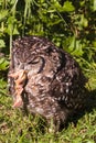 African owl feeding on another bird`s cub Royalty Free Stock Photo