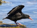 African oystercatcher