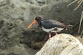 African oystercatcher or African black oystercatcher , New Zealand