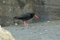 African oystercatcher or African black oystercatcher , New Zealand