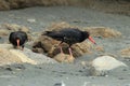 African oystercatcher or African black oystercatcher , New Zealand