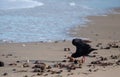 African oystercatcher on the beach on the Oystercatcher Trail, Boggamsbaii near Mossel Bay on the Garden Route, South Africa.