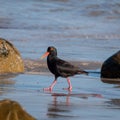 African oystercatcher on the beach on the Oystercatcher Trail, Boggamsbaii near Mossel Bay on the Garden Route, South Africa.