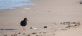 African oystercatcher on the beach on the Oystercatcher Trail, Boggamsbaii near Mossel Bay on the Garden Route, South Africa.