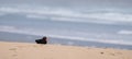 African oystercatcher on the sand on the Oystercatcher Trail, Boggamsbaii near Mossel Bay on the Garden Route, South Africa.