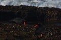 African Oystercatcher Birds Haematopus moquini Foraging On Moss Rocks