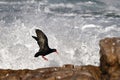 African oystercatcher Royalty Free Stock Photo