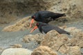 African oystercatcher or African black oystercatcher , New Zealand