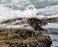 African Oystercathcer landing on the rocks at Jeffrey`s Bay, South Africa Royalty Free Stock Photo