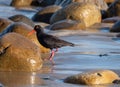 African oystercatcher by the ocean on the Oystercatcher Trail, Boggamsbaii near Mossel Bay on the Garden Route, South Africa.
