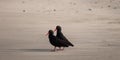 African oystercatcher pair on the beach on the Oystercatcher Trail, Boggamsbaii near Mossel Bay on the Garden Route, South Africa.