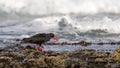 African Oystercatcher on the rocks at Jeffrey`s Bay, South Africa Royalty Free Stock Photo