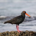 African Oystercatcher on the rocks at Jeffrey`s Bay, South Africa Royalty Free Stock Photo