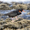 African Oystercatcher on the rocks at Jeffrey`s Bay, South Africa Royalty Free Stock Photo