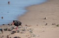 African oystercatcher on the sand on the Oystercatcher Trail, Boggamsbaii near Mossel Bay on the Garden Route, South Africa.