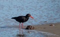 African oystercatcher on the sand on the Oystercatcher Trail, Boggamsbaii near Mossel Bay on the Garden Route, South Africa.