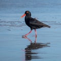 African oystercatcher on the sand on the Oystercatcher Trail, Boggamsbaii near Mossel Bay on the Garden Route, South Africa.