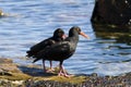 African oystercatchers
