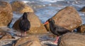 African oystercatchers on the beach on the Oystercatcher Trail, Boggamsbaii near Mossel Bay on the Garden Route, South Africa.