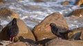 African oystercatchers on the beach on the Oystercatcher Trail, Boggamsbaii near Mossel Bay on the Garden Route, South Africa.