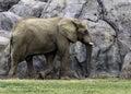 African Elephant Male