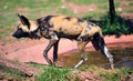 African painted dog or Royalty Free Stock Photo