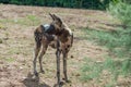 An African Painted Dog, alert and in profile