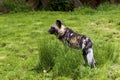 African Painted Dog 708469