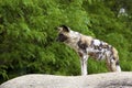 African Painted Dog 708465