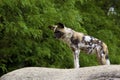 African Painted Dog 708464