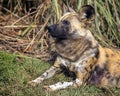 African painted dog strikes a pose as it rests on a sunny day