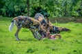 African painted dogs