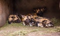 African painted dogs group sleeping Royalty Free Stock Photo