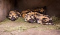 African painted dogs group sleeping Royalty Free Stock Photo