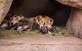 African painted dogs group sleeping Royalty Free Stock Photo