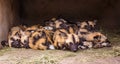 African painted dogs group sleeping Royalty Free Stock Photo