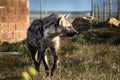 African painted wild dog (Lycaon pictus)