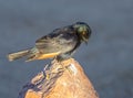 African Pale-Winged Starling